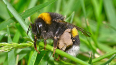 Dunkle_Erdhummel (1).jpg